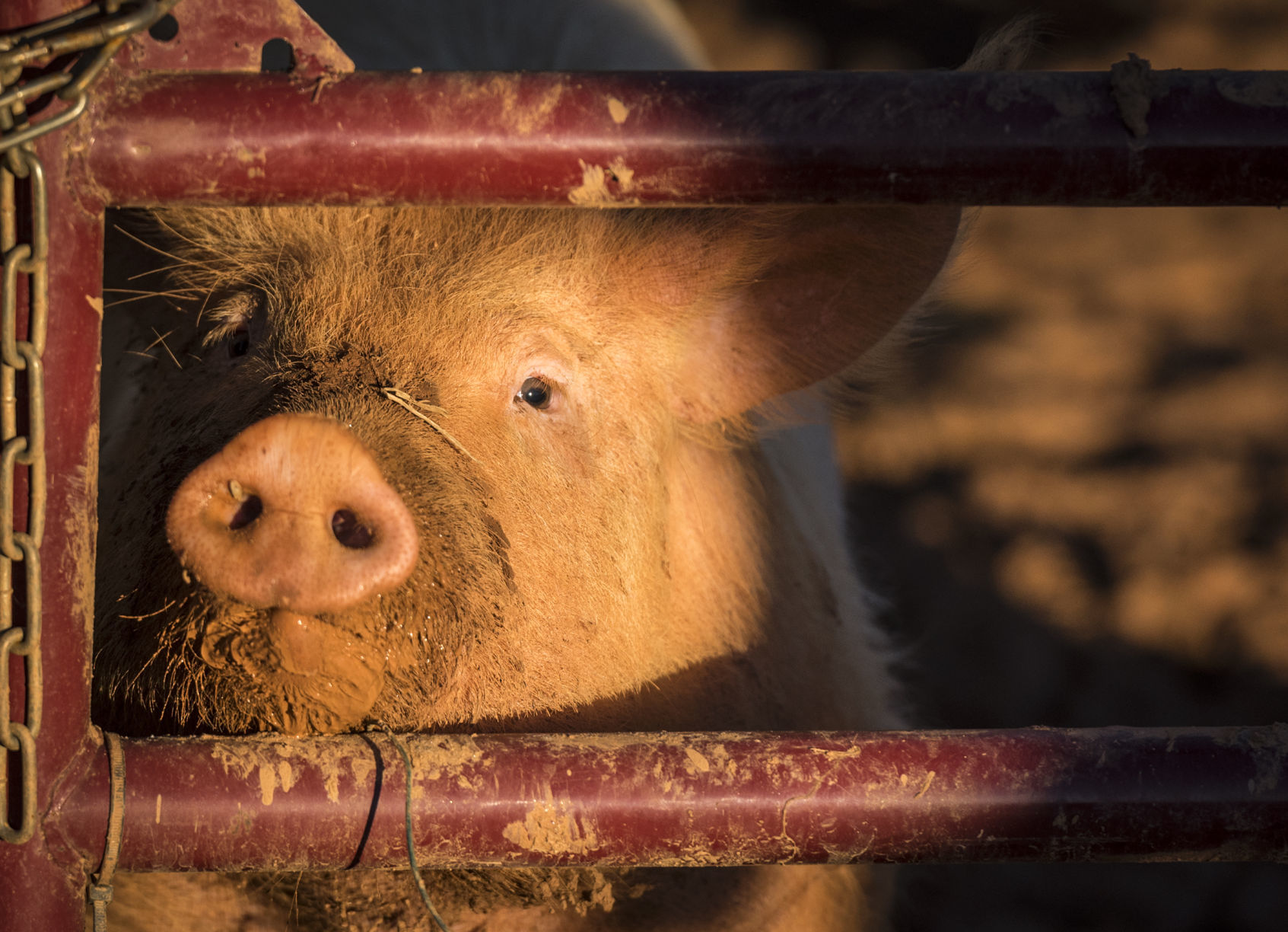 Pigs